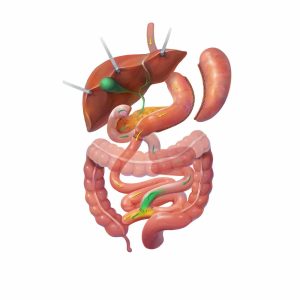 Graphic showing internal organs replicating a Duodenal Switch procedure