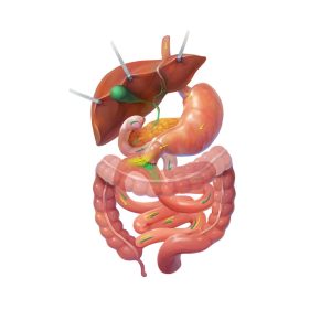 Graphic showing internal organs replicating a SADI procedure